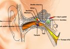 Découvrez les Mystères Fascinants des Oreilles pour un Équilibre Parfait et une Audition d'Exception !