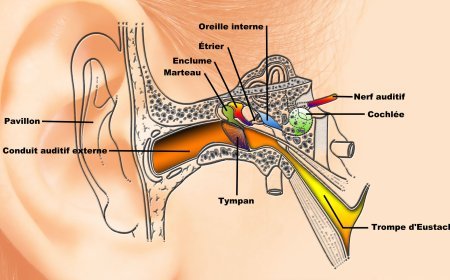 Découvrez les Mystères Fascinants des Oreilles pour un Équilibre Parfait et une Audition d'Exception !