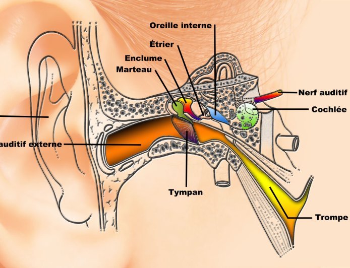 Découvrez les Mystères Fascinants des Oreilles pour un Équilibre Parfait et une Audition d'Exception !